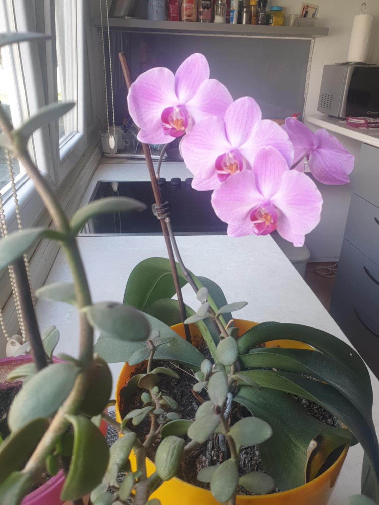 Apartman Oli ซาราเยโว ภายนอก รูปภาพ